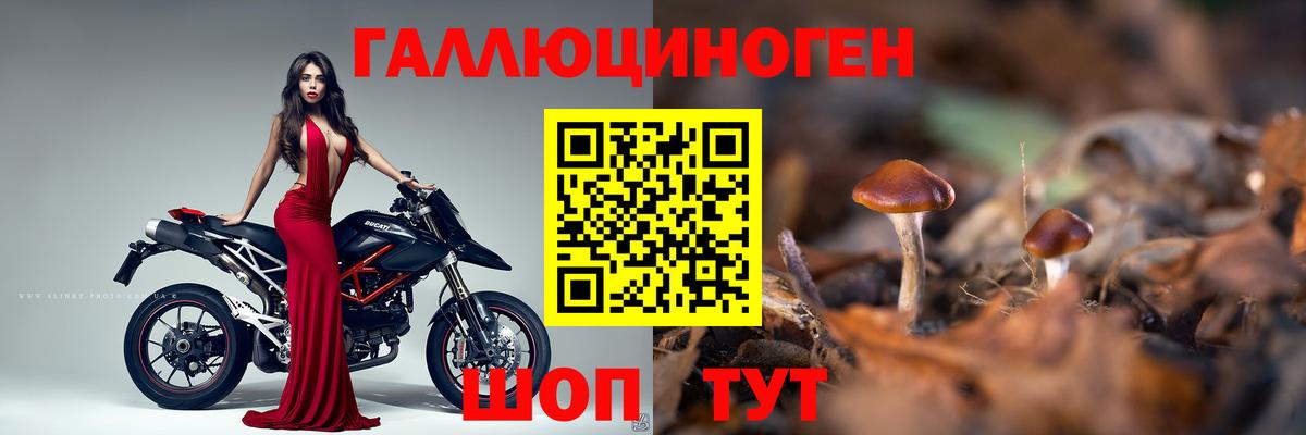 Псилоцибиновые грибы Cubensis  Вход с VPN  Лесной 